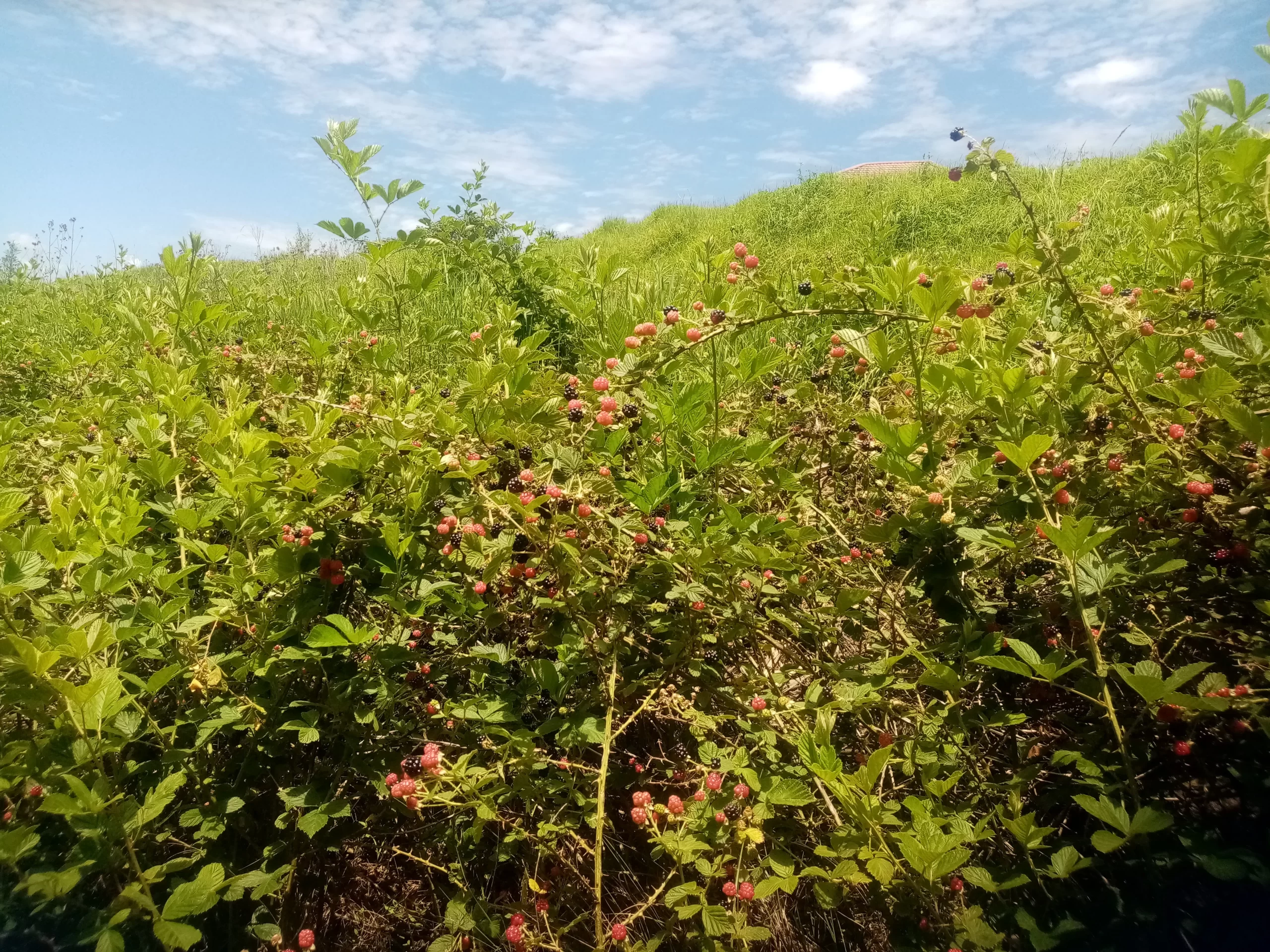 The Amazing Health Benefits of Wild Berries