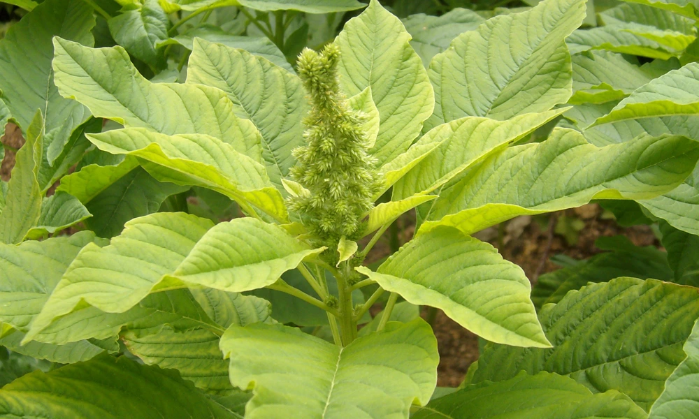 Morogo one of the ingredients for a vegan diet in South Africa 2025.