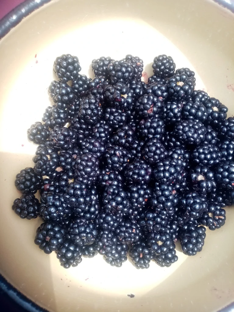 Wild berries in a bowl; these are packed with Vitamin C for boosting immunity.