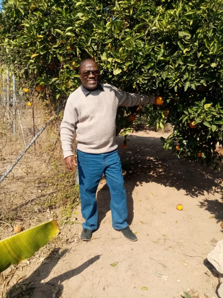 A man picking an orange from an orange tree, the best immune boosters.
