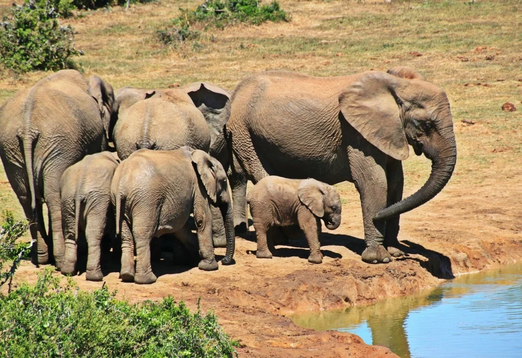 Elephants at the camp best of eco-friendly vegan travel destinations in Africa.
