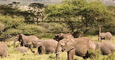 A herd of elephants roaming among the trees at Serengeti, a jewel for vegan traveller blogger.
