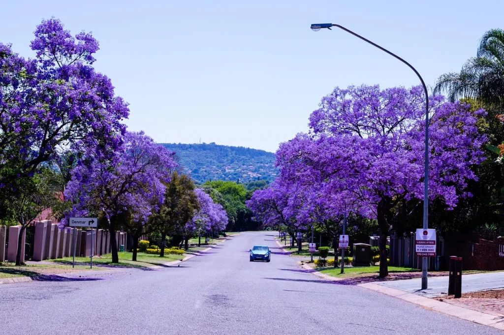 A view of a street with a car in Pretoria surrounded by Jacaranda trees.
